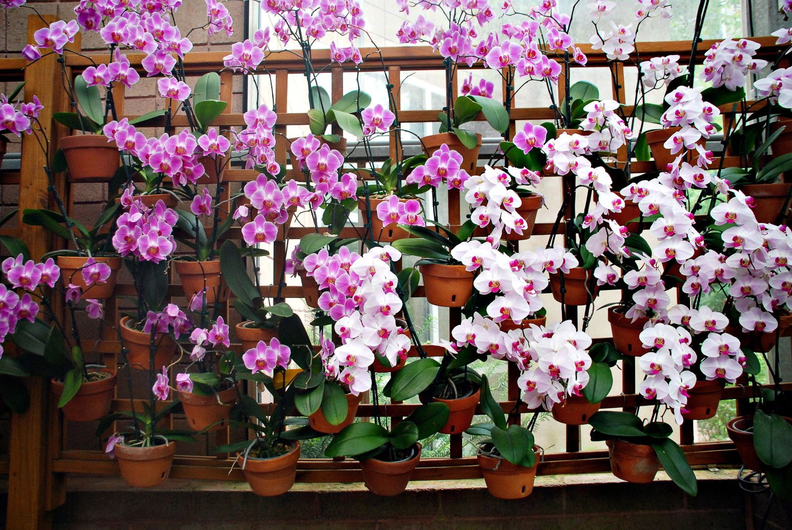 Things To Do in Atlanta This Weekend 2 Orchid display at Atlanta Botanical Garden