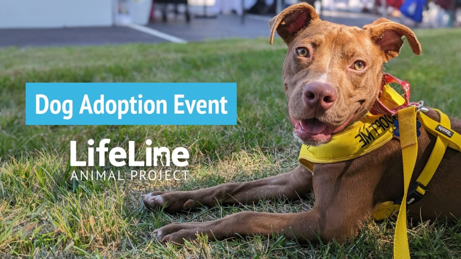 PetSmart (Tucker) Dog Adoption Event