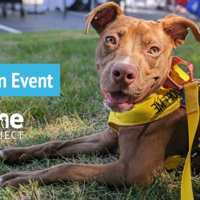PetSmart (Tucker) Dog Adoption Event